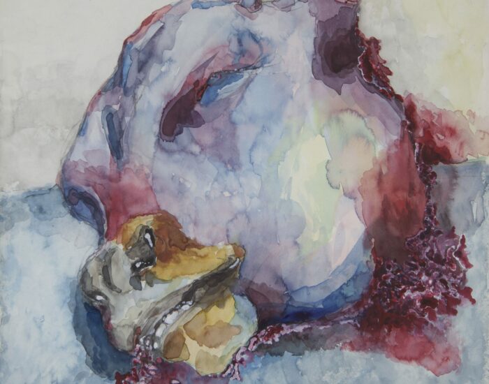 Testa di vitello, 1968, acquerello